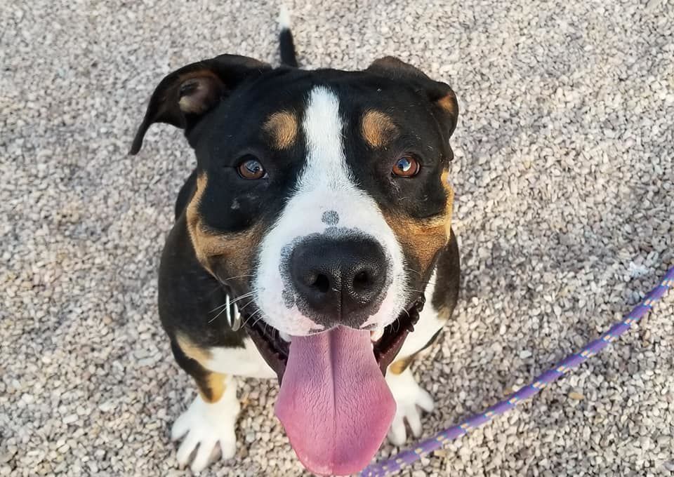 Adopt a friend: Pooh Bear